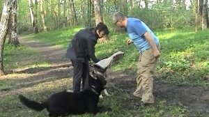 Дрессировка ЗКС Развитие хватки через конкуренцию