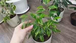 Моя коллекция фикусов🌱Весеннее пробуждение цветов 🌱Фикусы