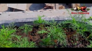 Cosmos Pink | Cosmos Collect Seeds | How to Grow From Seeds | An Even Simpler Way to Sow Pink Cosmo