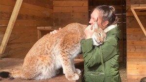 РЫСИ ЗАХОТЕЛИ ЛАСКИ / Большие кошки охотятся на ребенка