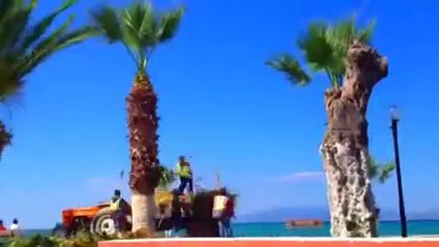 Обрезка пальмы по быстрому смотреть онлайн