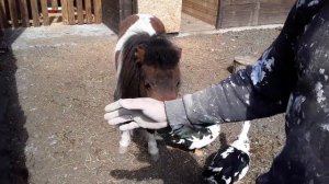 Как сделать бассейн для уток