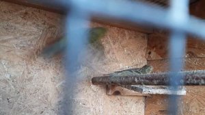 Гибридизация и разведение канареек в уличных условиях