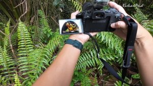 Crazy Sharp Macro Lens - Sigma 70mm f2.8 Macro Canon EOS R8