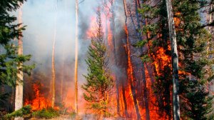 Жара и пожарная опасность в Казахстане и Беларуси. Дожди ожидаются в Кыргызстане. Погода в СНГ