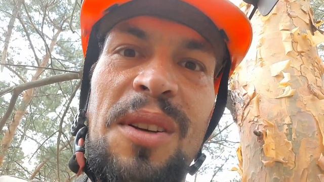 Вам нужно спилить дерево внутри оград на кладбище? смотреть онлайн