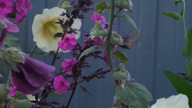 Маленькая птичка смотреть онлайн