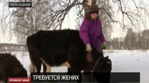 На сайте знакомств появилось объявление о поиске жениха для свердловской коровы