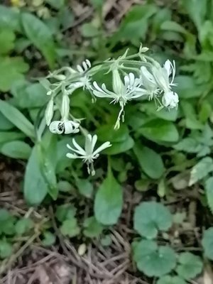 131. Смолёвка поникшая - Silene nutans