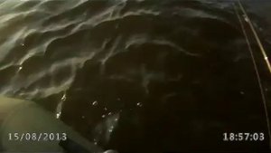 Ловля окуня на воблеры IMA,SMITH,TSUNEKICHI. Perch Fishing