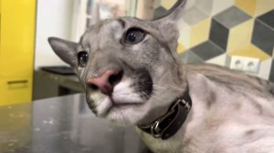 Обычный день пуменка Брэйджа