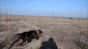 Два курцхаара в поле