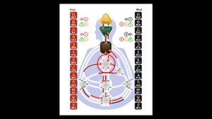 КАК ЧИТАТЬ БОДИГРАФ