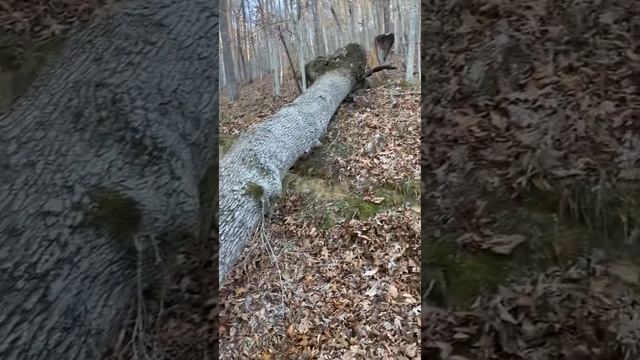 Cut Tree Had Some Water Stored Up || ViralHog смотреть онлайн