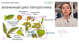 Папоротники. Хвощи | Биология с Альбиной Амировой