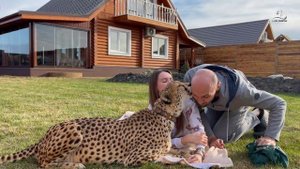 Гепард Герда обожает своих людей!