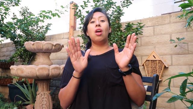 Fruiting Pink Guava Tree / Growing in a contianer смотреть онлайн