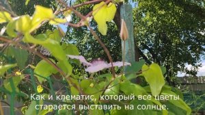 Как у меня растет горох в три ряда