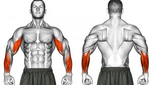 Тренировка Рук с Гантелями для сильных Бицепсов Предплечий Запястий