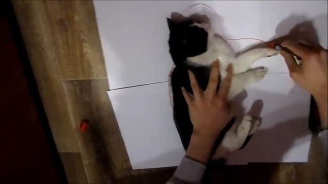 Как нарисовать кошку. Как нарисовать кошку карандашом смотреть онлайн