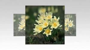 Весенние цветы.Слайд шоу из фото