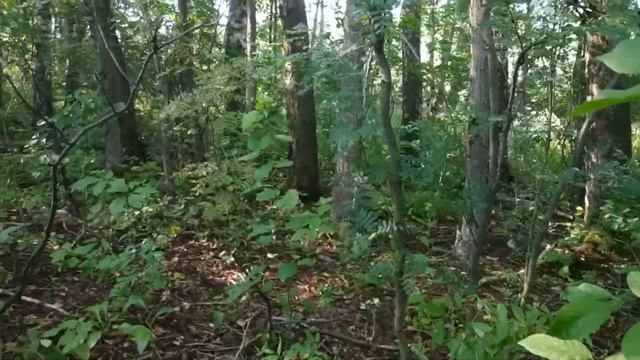 В поисках грибов и ягод . смотреть онлайн