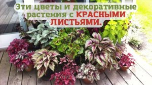 Эти цветы и декоративные растения с КРАСНЫМИ ЛИСТЬЯМИ.?