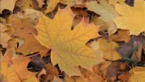 Осенний сад .Песня Юры Шатунова )