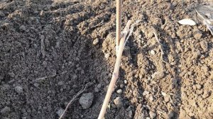 Размножение винограда осенью