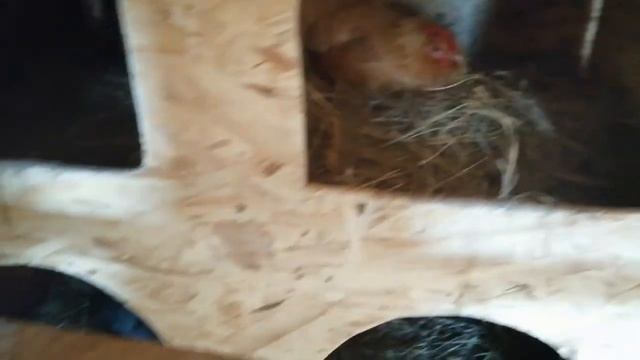 Куры заклевали одну из куриц. Ума не приложу, что теперь с нею делать. смотреть онлайн