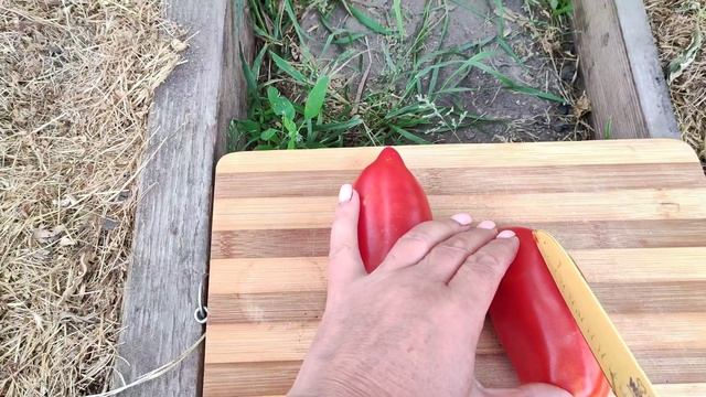 Сорт томата-Слива долины Питман(Pitman  Valley Plum)