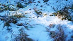 ДОМА _ ГОТОВКА В ПЕЧИКУПИЛ 2 ДОМА В ДЕРЕВНЕ _ СПАСЕНИЕ СОБАКИ ИЗ ЛЕДЯННОГО ПЛЕНА _ СДЕЛАЛ ОСВЕЩЕНИЕ