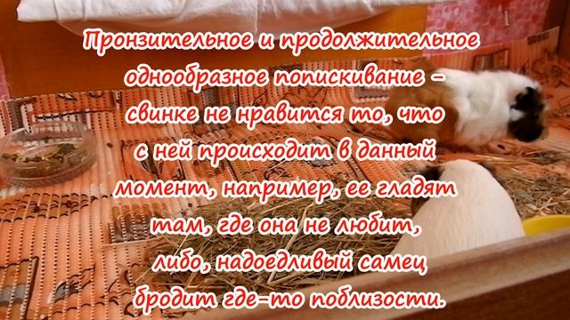 Звуки морских свинок и их значение смотреть онлайн
