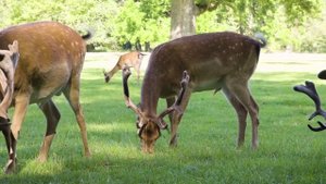 Звук оленя / Как ревёт олень / Как Поют И Разговаривают Олени / Red Deer Roar - Roaring