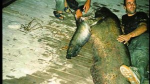 Топ самых больших сомов пойманных когда либо. Самые большие сомы ТОП 5.