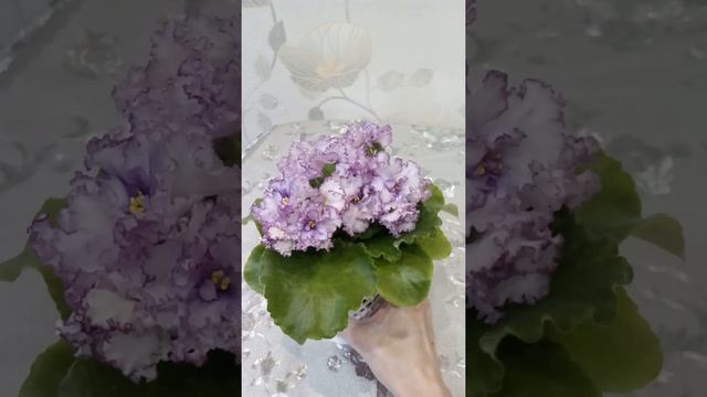 Фиалка РМ-Фриволите