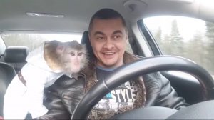 ОБЕЗЬЯНКА БОНЯ ВЕЗЕТ ПРОДУКТЫ ИЗ ДЕРЕВНИ В МОСКВУ