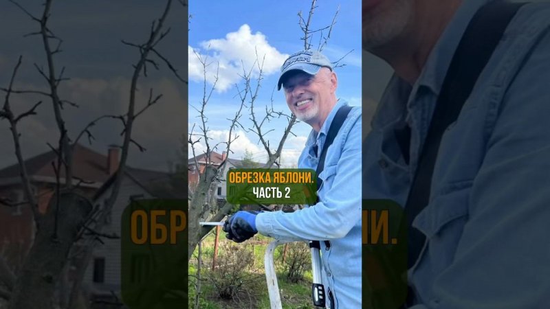 ОБРЕЗКА ЯБЛОНИ. Часть 2