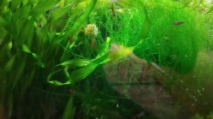 Меченосец кубинский. Куда девать рыбу;)))