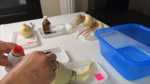 Гиппеаструм: покупка, предпосадочная обработка, посадка.