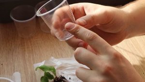 Как ПРАВИЛЬНО отделить ДЕТКИ СТРЕПТОКАРПУСА от фрагмента листа?