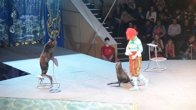 Цирк на воде Морские котики смотреть онлайн