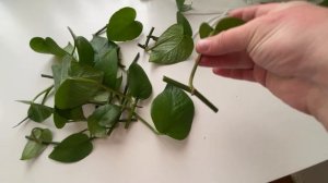 Обрезка взрослого сциндапсуса