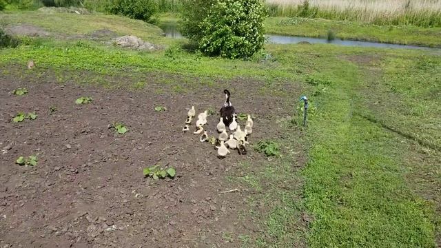 Месячных ГУСЯТ отдал ГУСЮ!! Примет или нет??? Наконец то ВСЯ птица на реке в огороде!!