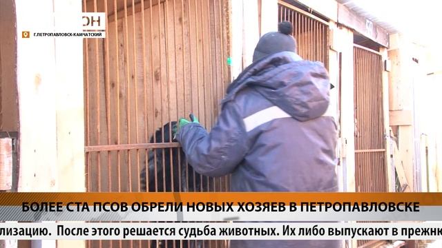 БОЛЕЕ СТА ПСОВ ОБРЕЛИ НОВЫХ ХОЗЯЕВ В ПЕТРОПАВЛОВСКЕ * НОВОСТИ КАМЧАТКИ - смотрет