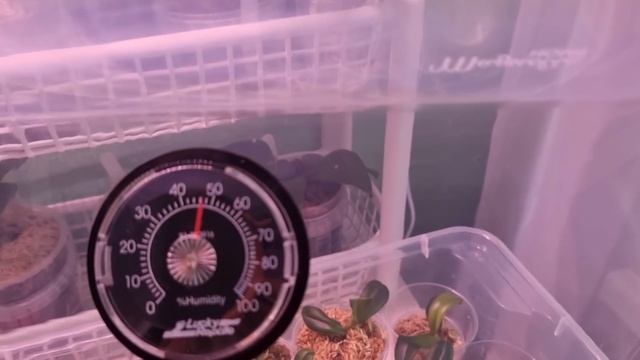 ОРХИДЕИ из ФЛАСКИ | День Пятый | Принимаем Солнечные Ванны | Phal. Golden Leopard смотреть онлайн