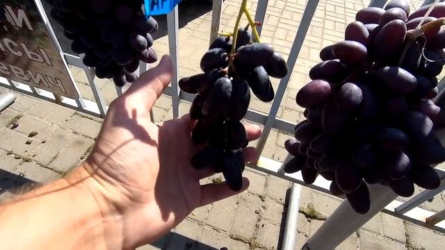 ??Выставка винограда в Самохваловичах, Минская область. Виноград в Беларуси. смотреть онлайн