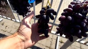 ??Выставка винограда в Самохваловичах, Минская область. Виноград в Беларуси.