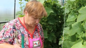 Огурцы в теплице в июле. Основные работы.(10.07.16)