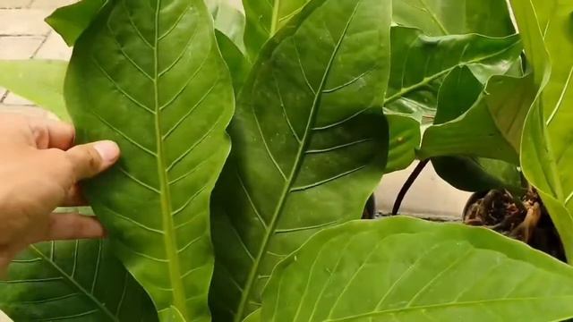 Anthurium hookeri смотреть онлайн